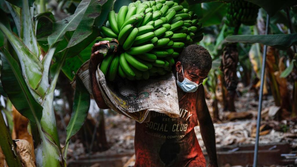 Cultivadores de plátanos recogiendo sus cosechas antes de que la lava arrase las plantaciones.