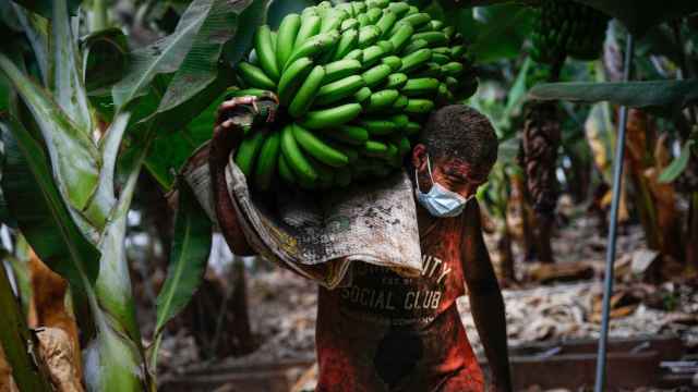Cultivadores de plátanos recogiendo sus cosechas antes de que la lava arrase las plantaciones.