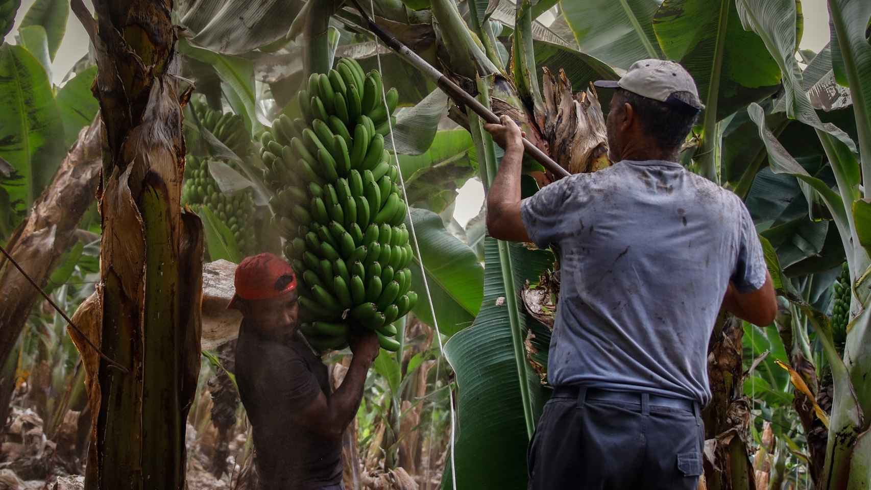 Personas trabajando en una plantación de plátanos.