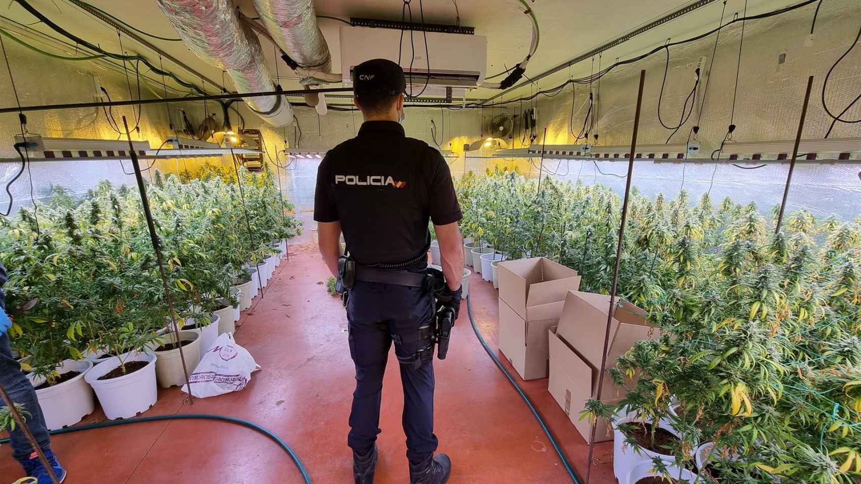 La Policía Nacional desmantela una nueva plantación “indoor” de marihuana en una nave industrial de Fontanar (Guadalajara)