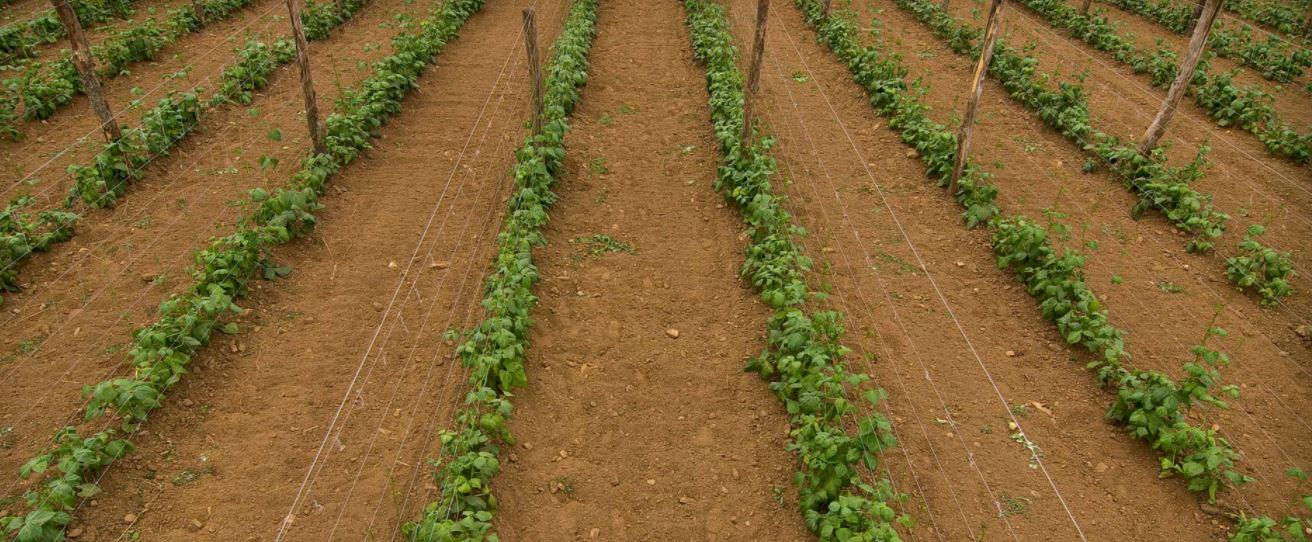 La disposición única de A Mariña Lucense hace que se sea el lugar ideal para el cultivo de esta legumbre (Fuente: FabasdeLourenza.org)