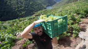 El vendimiador Jorge Bendiña recoge uva godello en la viña familiar de la Ribeira de Vilach