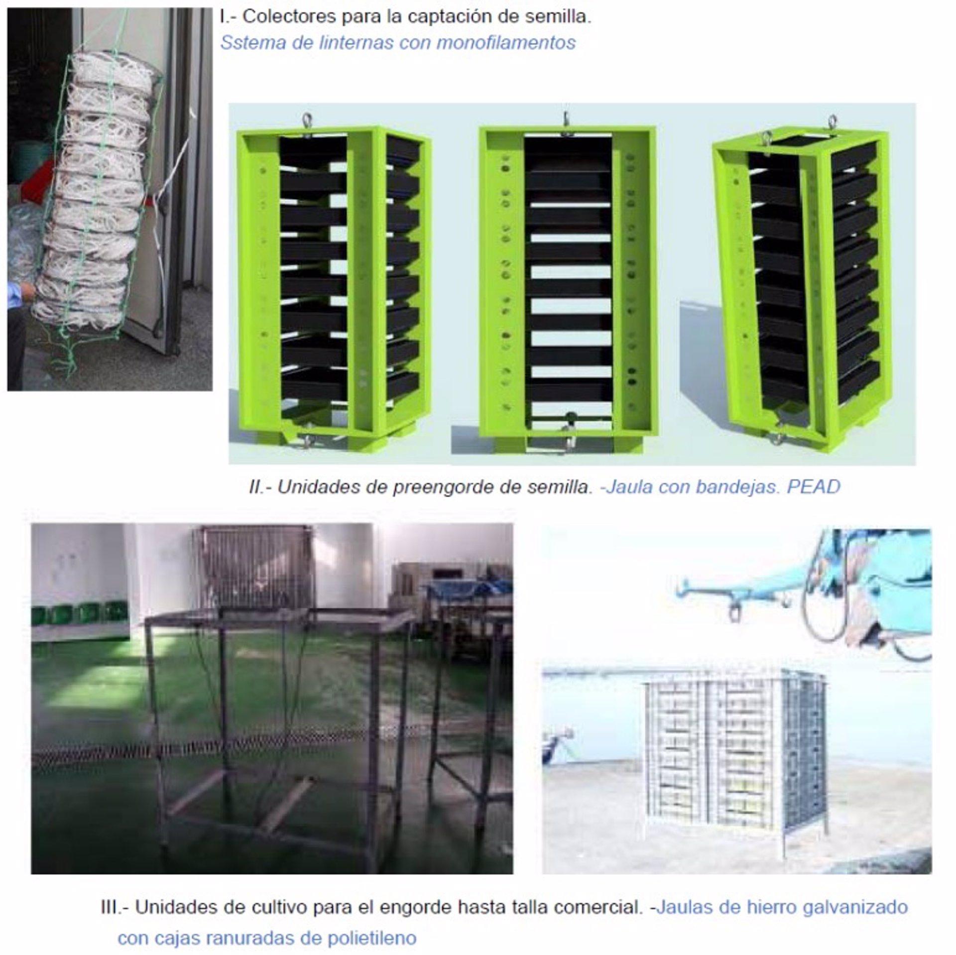 08-10-2021 Cultivo experimental en batea de vieiras, zamburiñas y voandeiras
ESPAÑA EUROPA GALICIA ECONOMIA
XUNTA