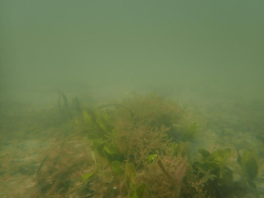 Estado de turbidez que presentaba el agua del Mar Menor este miércoles.