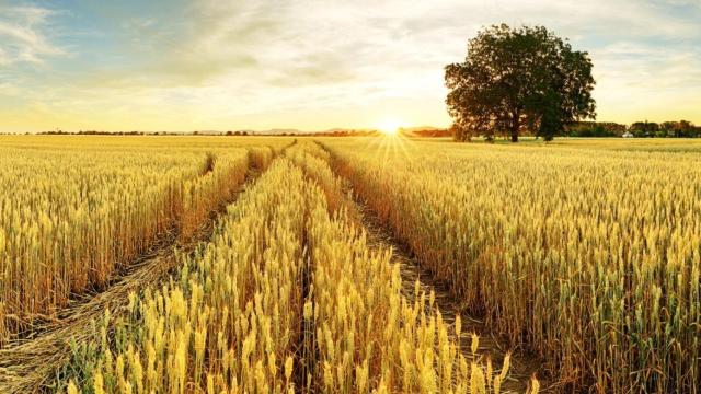 Campo de cereales. Imagen de archivo