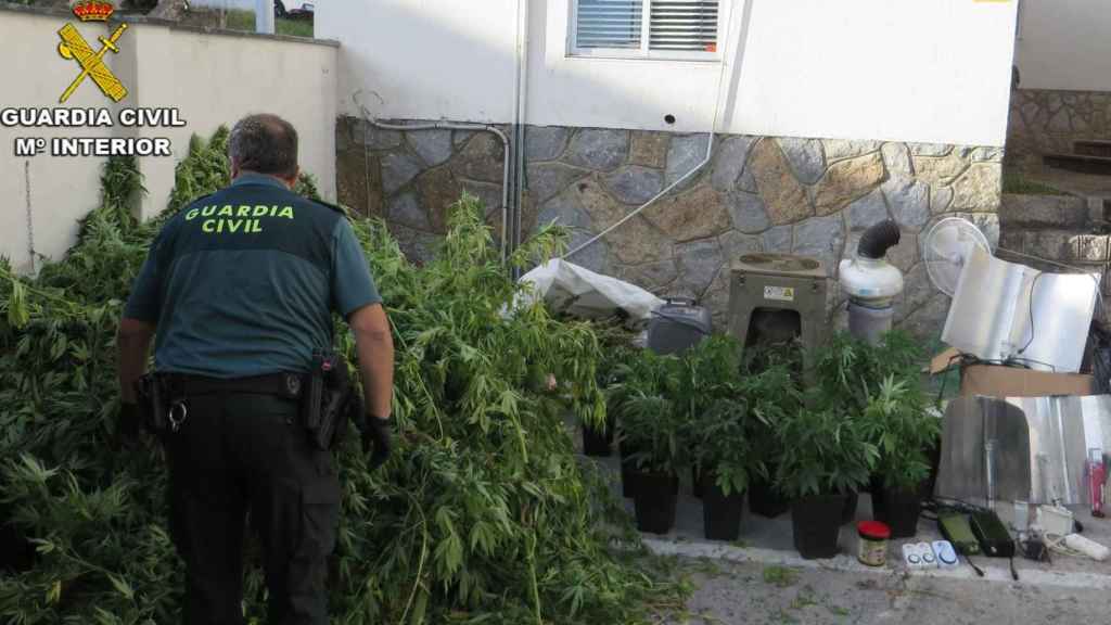 Plantas de marihuana localizadas por la Guardia Civil.