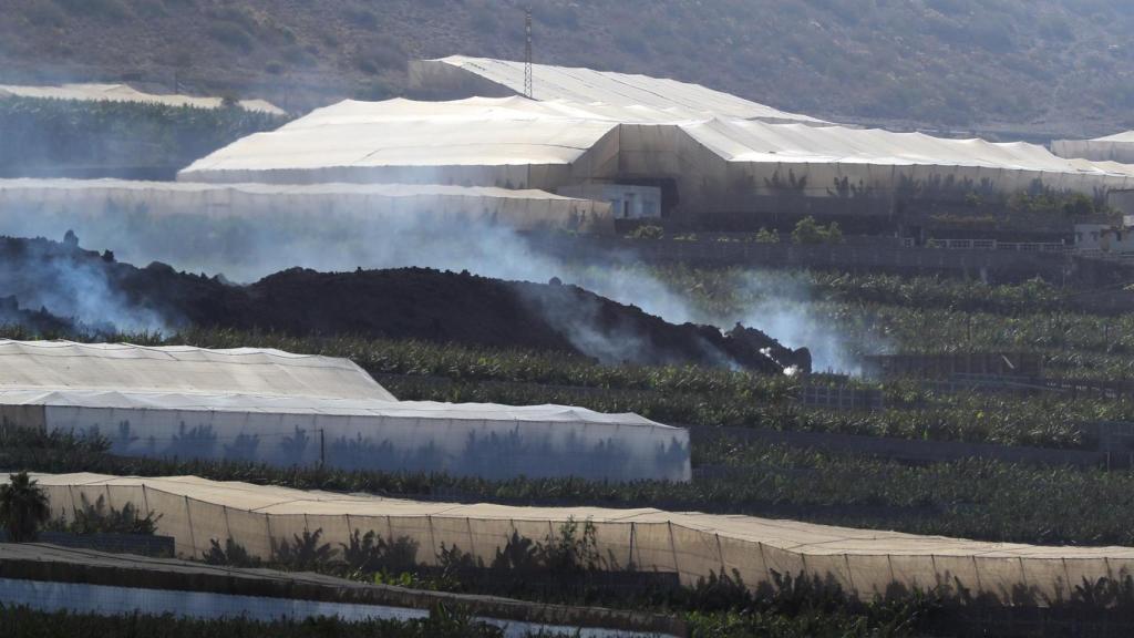 La lava ha arrasado cientos de plataneras en la isla de La Palma. Efe