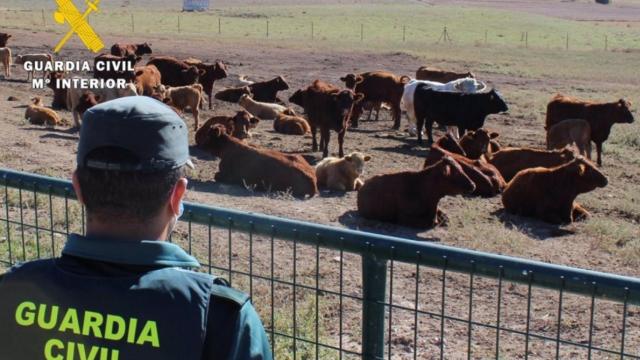 Agentes de la Guardia Civil junto a las reses - GUARDIA CIVIL