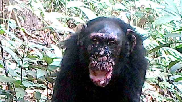 En la imagen, un chimpancé llamado Brinkos con lepra, en Guinea-Bissau.