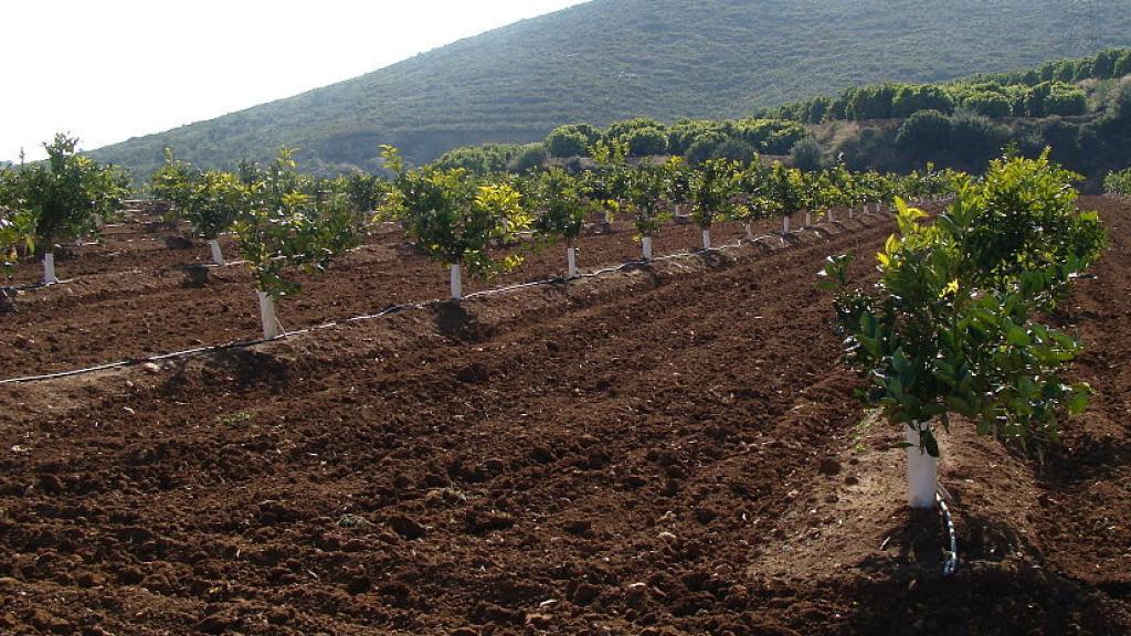 En el Campo de Cartagena hay un 95% de riego localizado, se riega gota a gota.