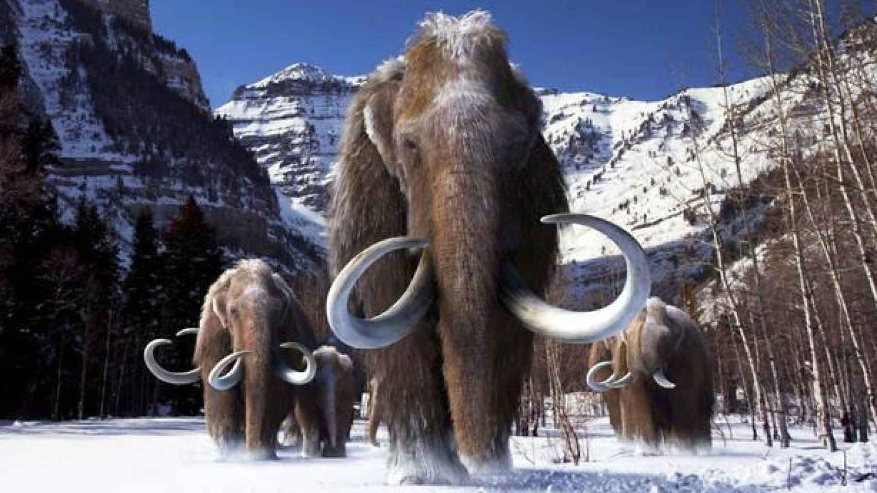 Los mamuts se extinguieron hace entre 4.000 y 10.000 años.