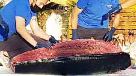 Ronqueo del atún en Valladolid