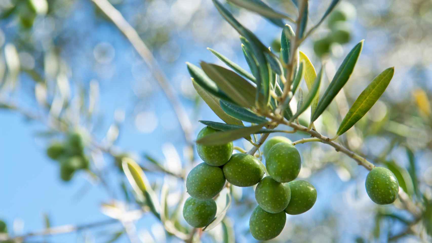 Canva olive