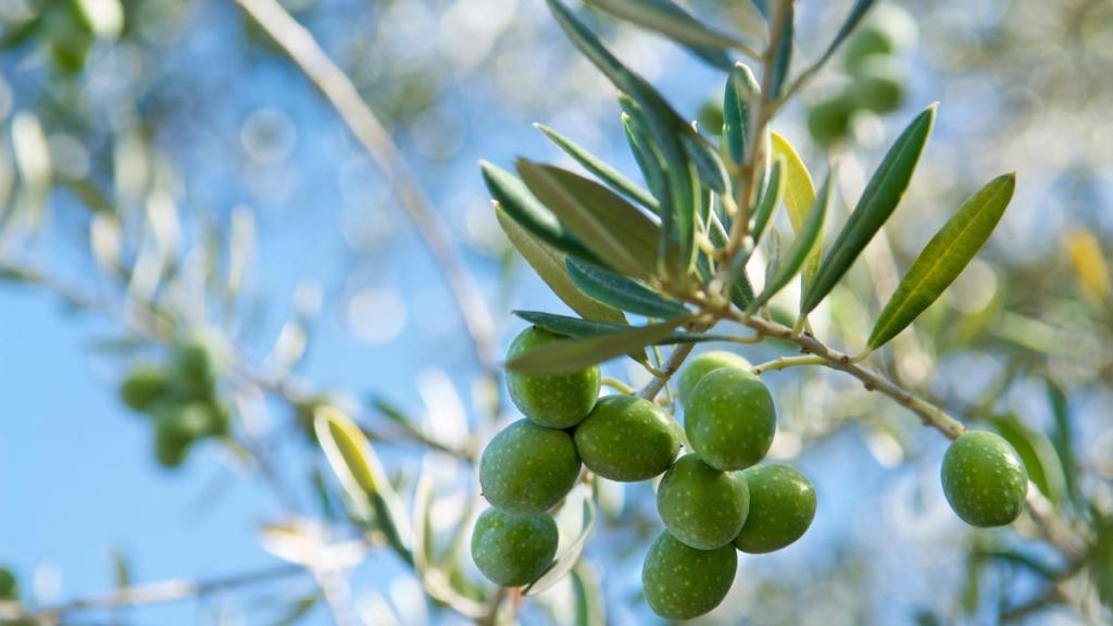 Canva olive