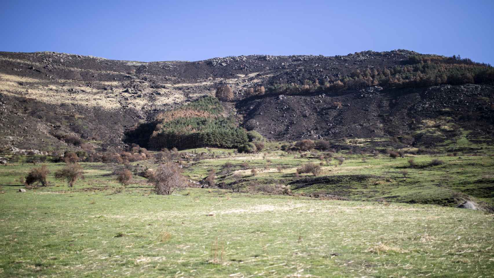 Campo quemado en Ávila donde se llevará a cabo la reforestación.