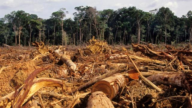 Tala en el amazonas.