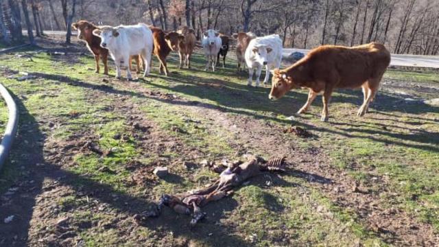 Ganadería en la Sierra Norte de Guadalajara