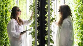 La empresa Groots aspira a que en 2022 sus nuevas plantas con proteína vegetal salgan al mercado.