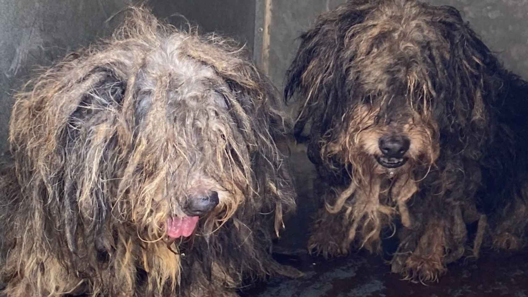 Unos perros encontrados en condiciones lamentables en Málaga.