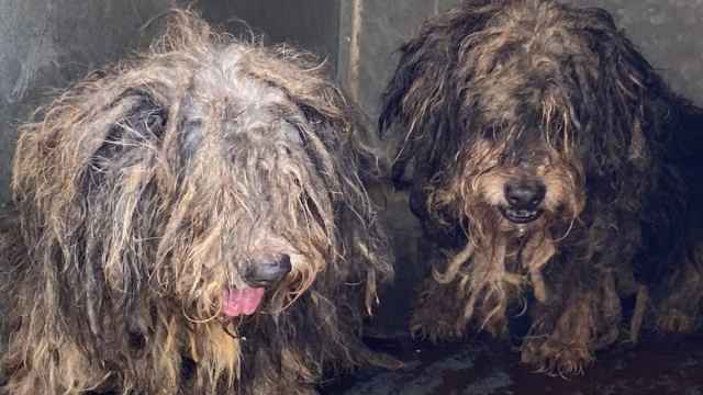 Unos perros encontrados en condiciones lamentables en Málaga.