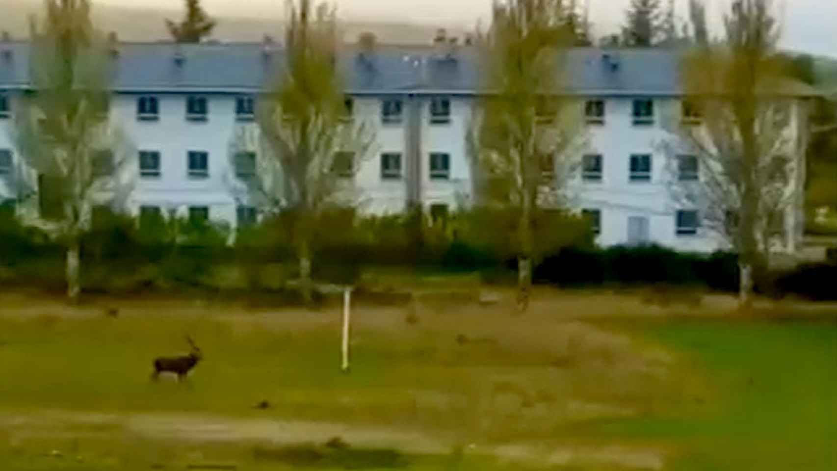 Un momento del vídeo de un ciervo atravesando el patrio del IES Valverde de Lucerna en Puebla de Sanabria