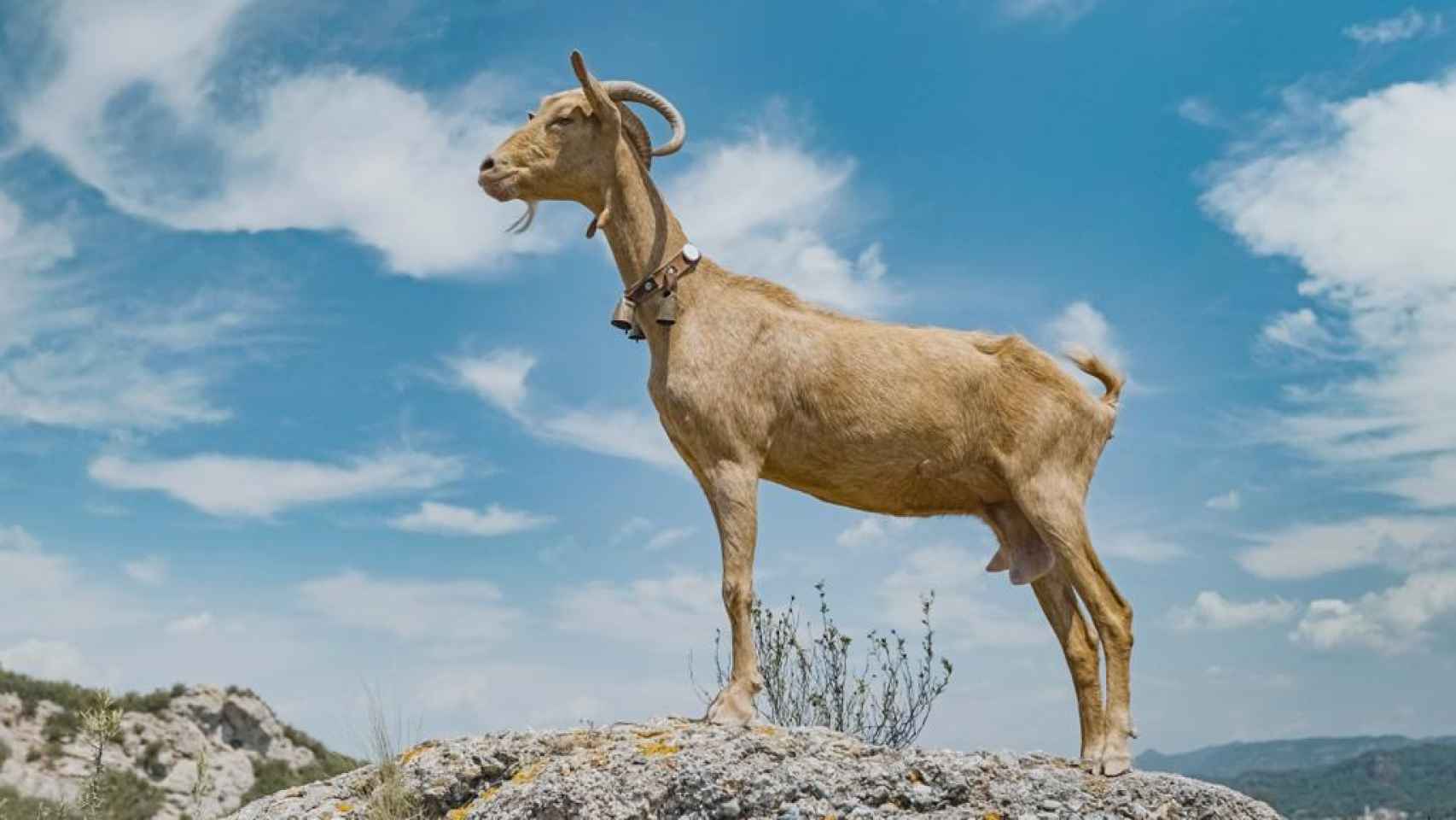 Una cabra montesa, en una imagen de archivo.