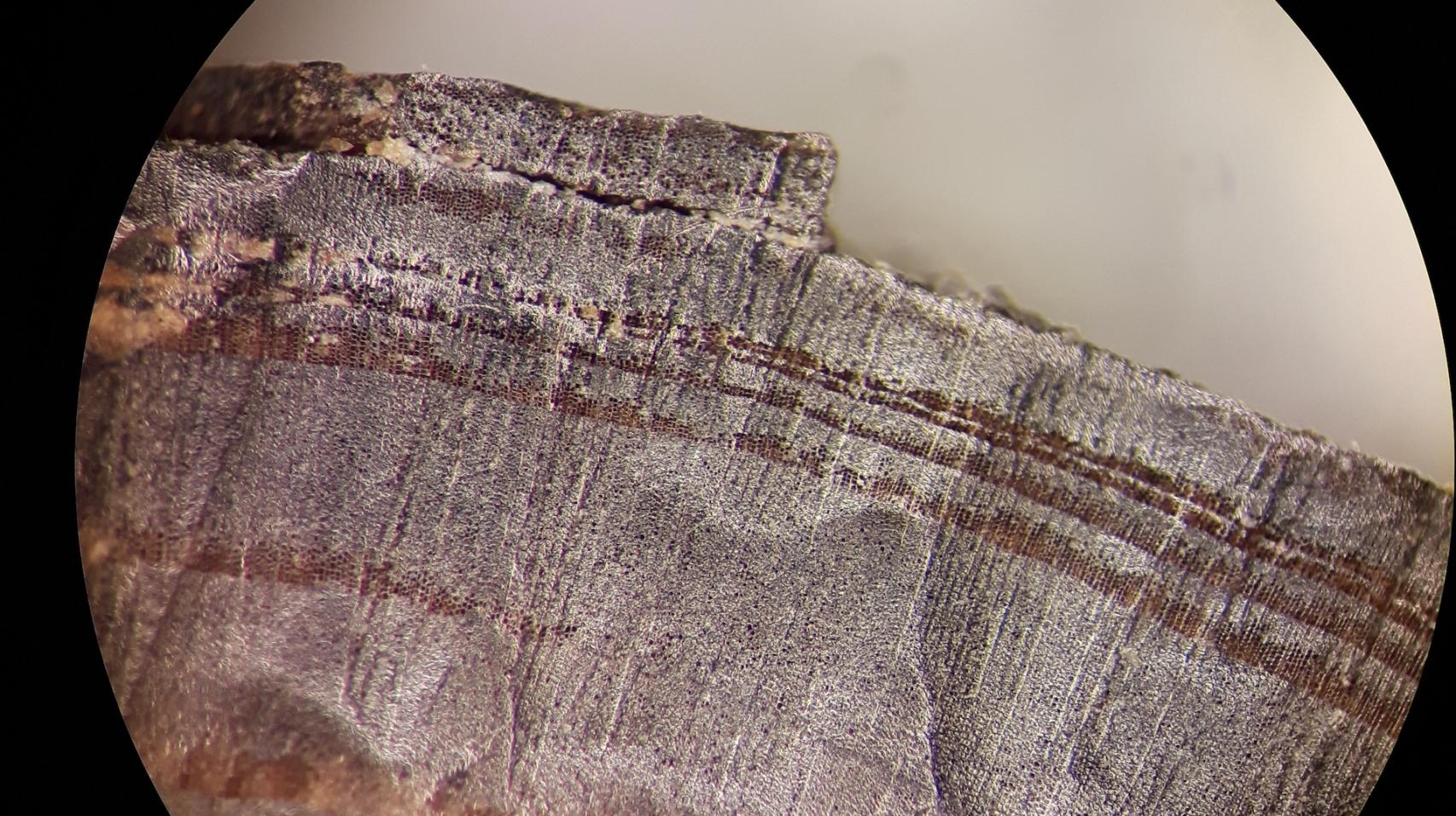 Imagen microscópica de uno de los fragmentos de madera analziados.