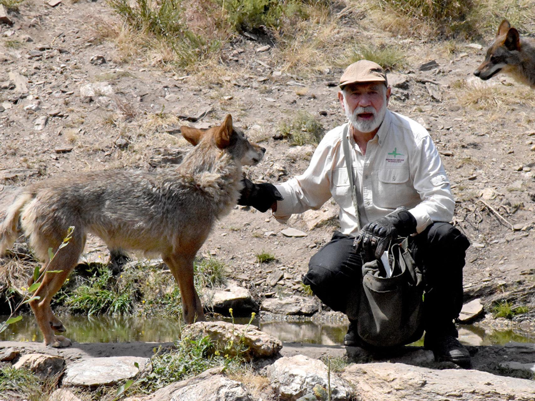 Aquí se esconde el único santuario del lobo ibérico en España