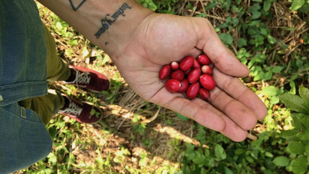 Las bayas de 'Synsepalum dulcificum' son originarias de África Occidental, especialmente en los países costeros del Golfo de Guinea, desde Costa de Marfil hasta Gabón.