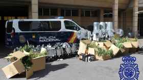 Plantas de marihuana intervenidas por la Policía Nacional en Los Villares