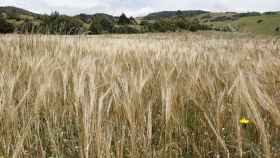 Un campo de trigo. Imagen de archivo.