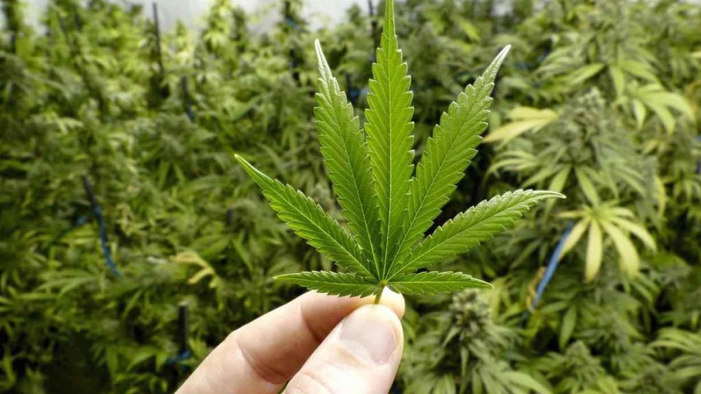 Así es el millonario negocio del CBD, el cannabis que no coloca y es legal en España