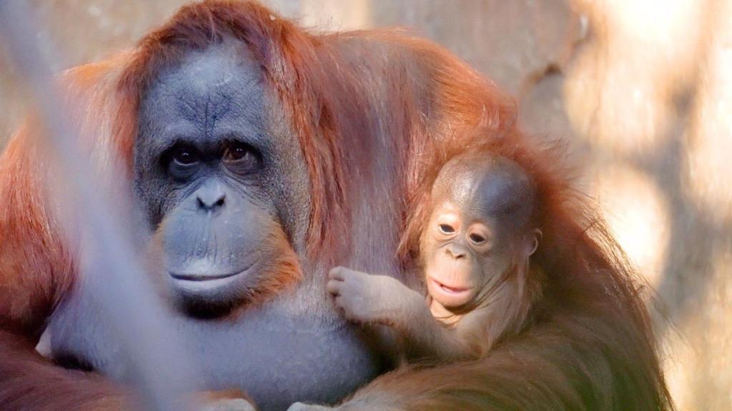 Neo con su mamá, en Bioparc.