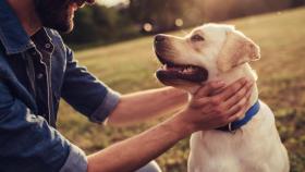 Que nos perdonen los perros, no estamos a su altura