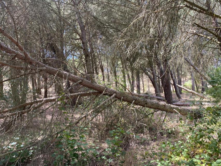 Bosque de Valorio