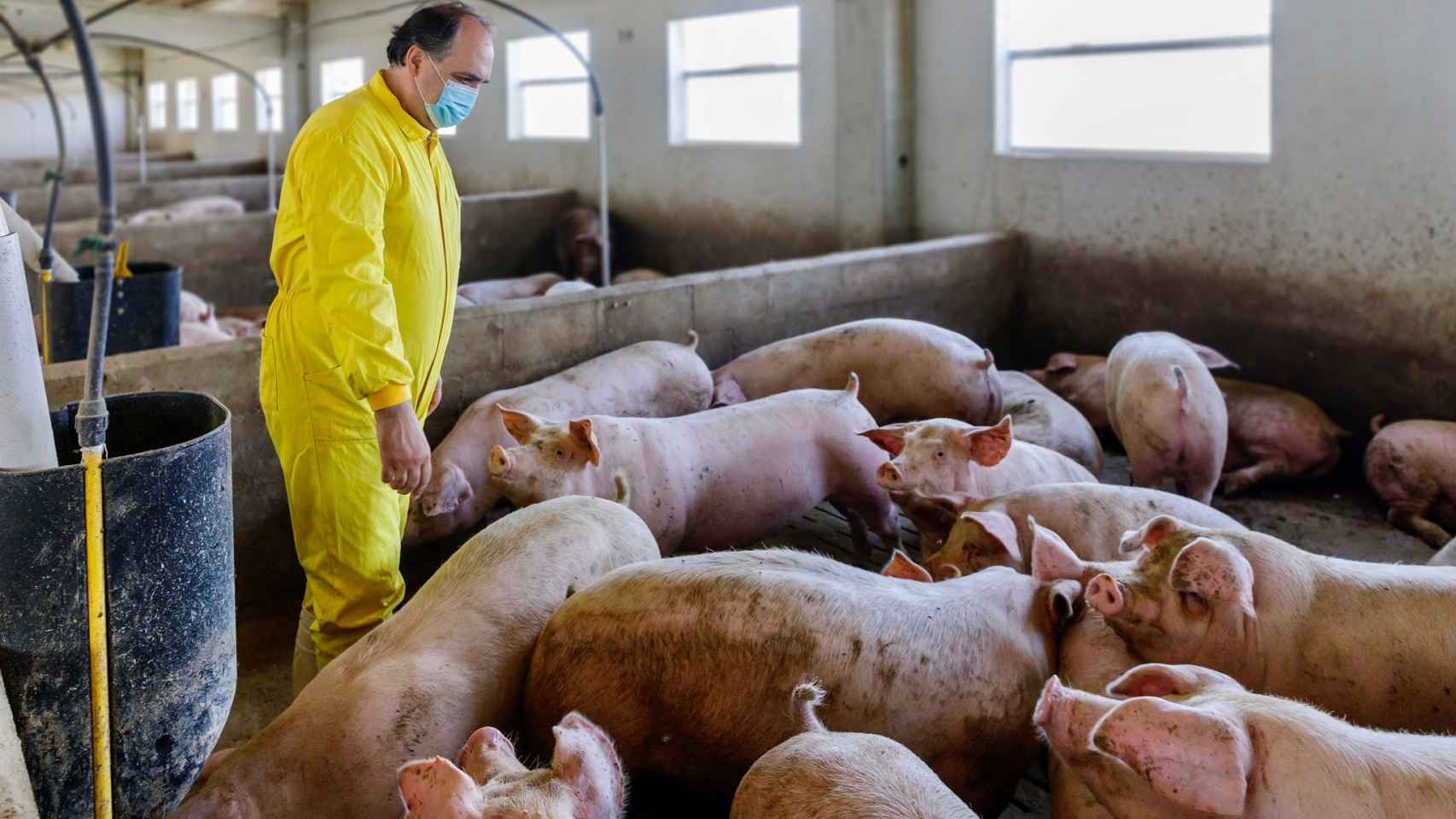 Calvo trabajando en una granja de cerdos