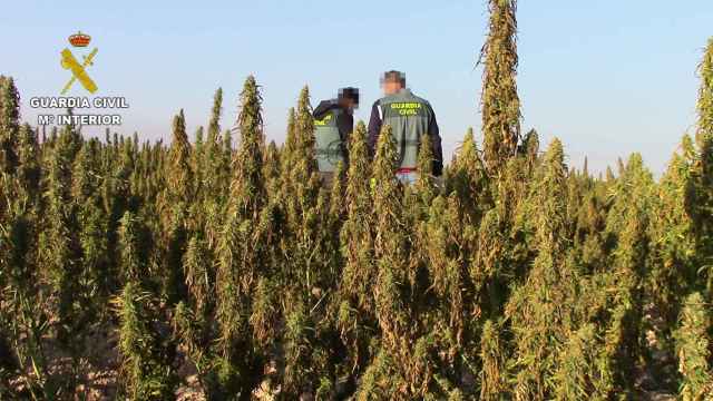 La Guardia Civil descubre en la provincia de Toledo otra gigantesca plantación de marihuana