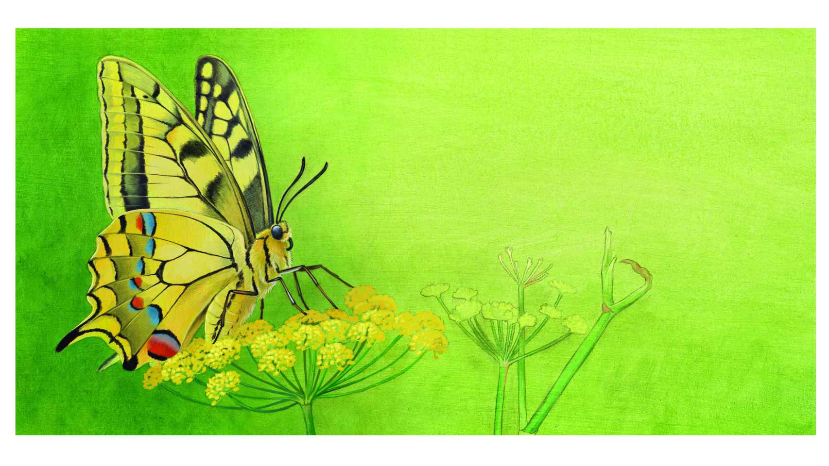 Una de las ilustraciones de una mariposa del libro 'Te necesitamos'.