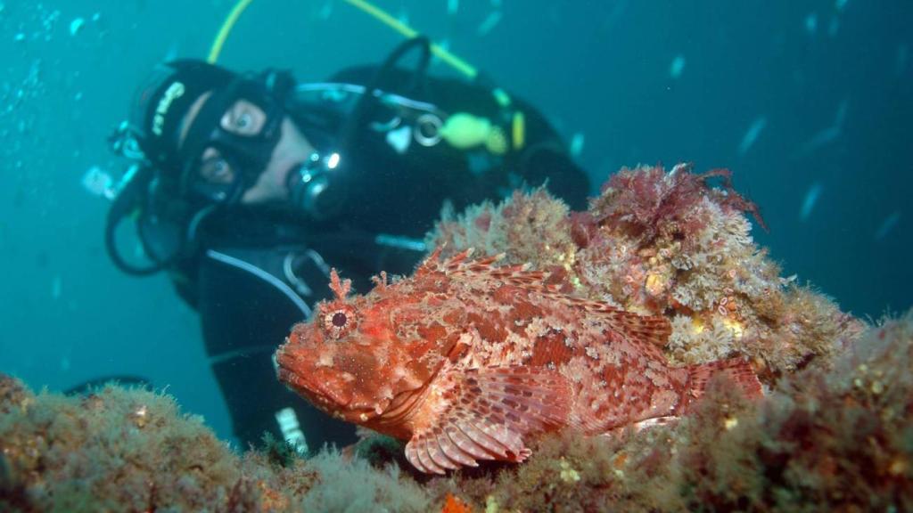 Habrá una disminución más marcada de la biomasa animal en los océanos.