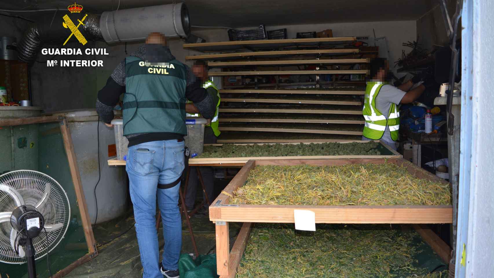 Agentes intervienen  los cogollos de marihuana en secado