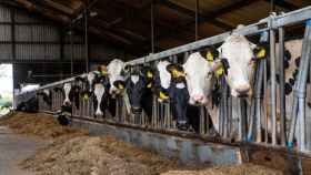 Asaja Valladolid ha defendido la calidad de la ganadería española