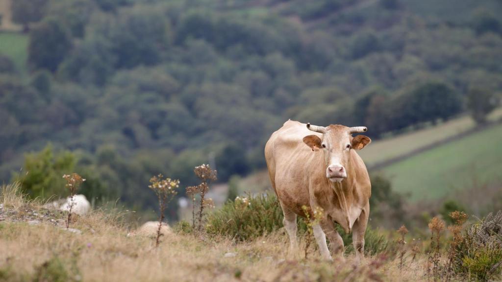 Una vaca en la Serra do Oribio, en Triacastela (Lugo).