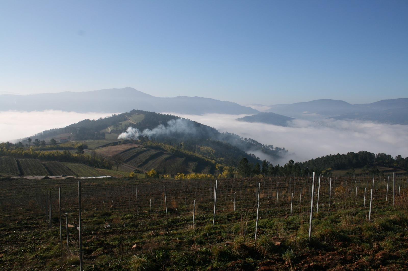 Zona de viñedos de Cume do Avia (Cedida).