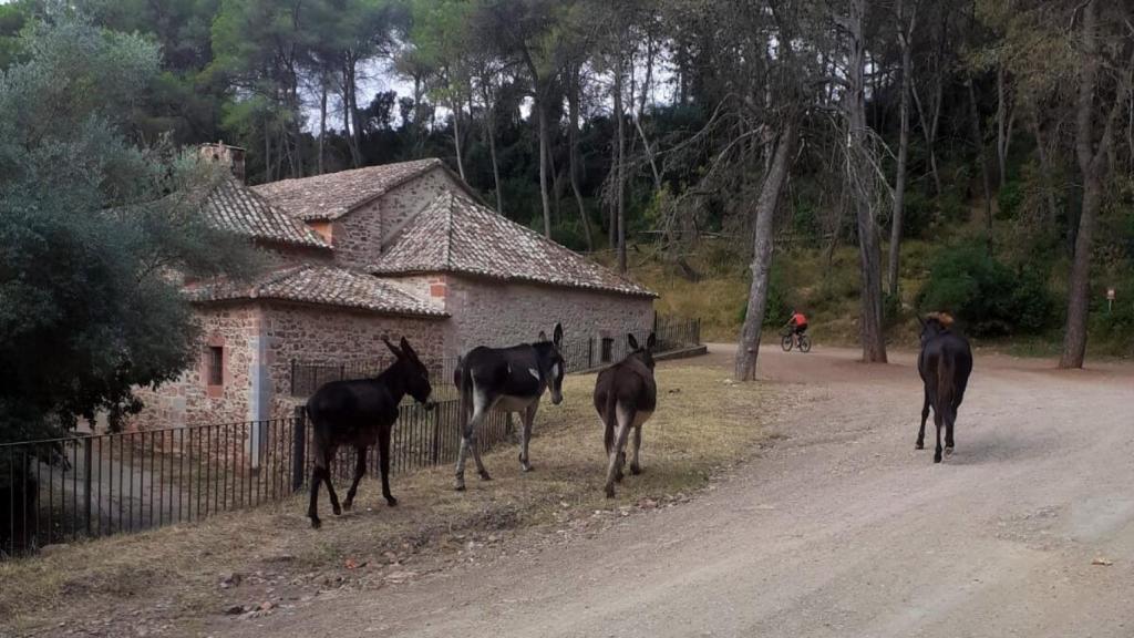 Algunos de los burros antiincendios. RADIO CASTELLÓN