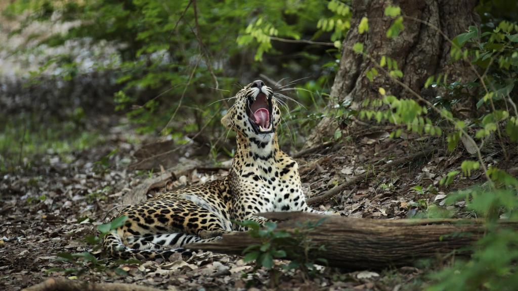 Uno de los 'gatos' del documental.