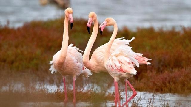 La población invernal de aves en Catalunya alcanza los 377.000 ejemplares.