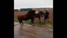 Terrible encierro en la provincia de Guadalajara: un toro embiste brutalmente a un caballo