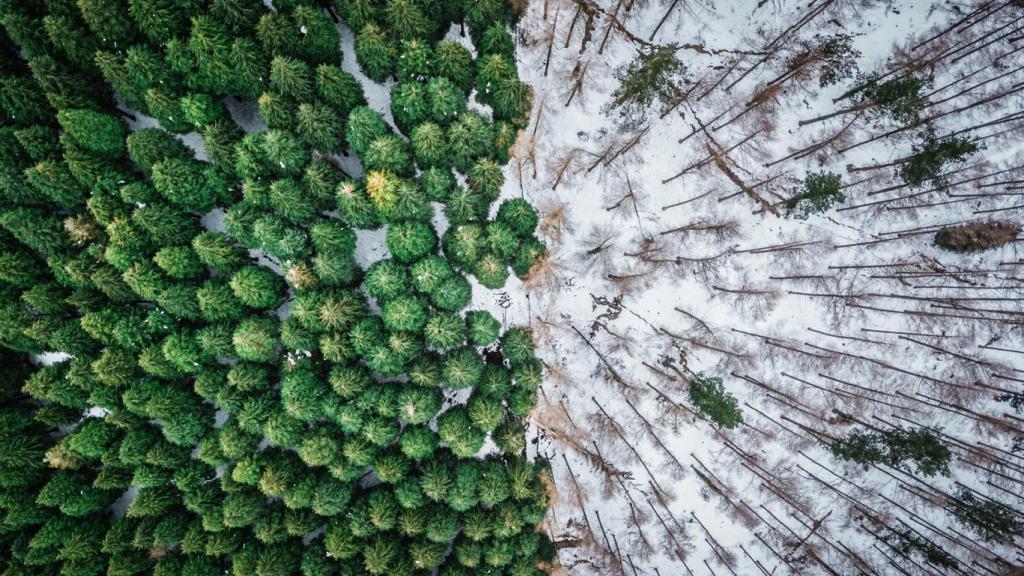 Los líderes mundiales se unen para luchar contra la deforestación en la COP26.