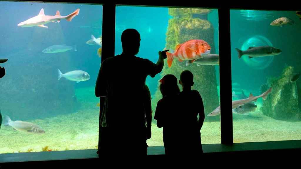 El Acuario de O Grove, una ventana abierta al ecosistema marino de las costas gallegas