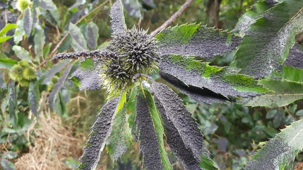 Imagen de un castaño cubierto de ceniza en La Palma.